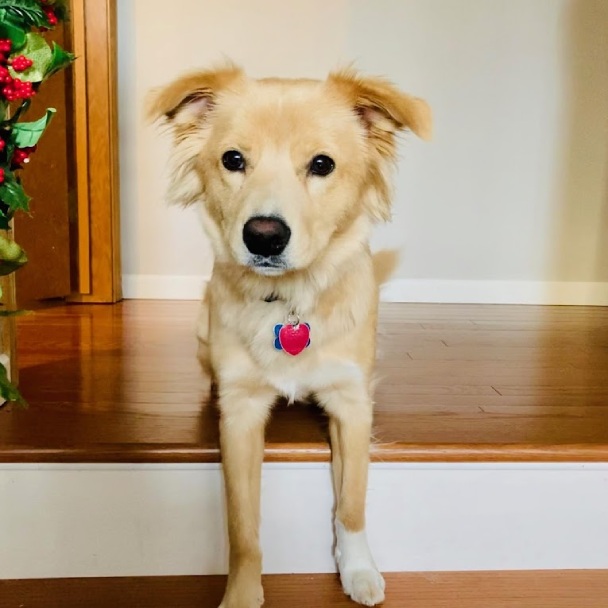 A dog sits on the stairs