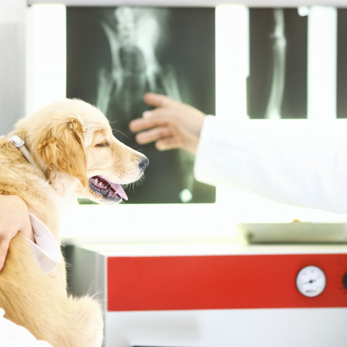 Two vets are examining the x-rays of a dog.