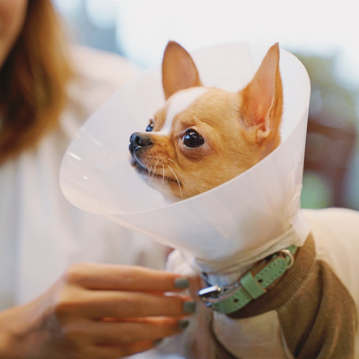 A small dog wearing a cone on its head