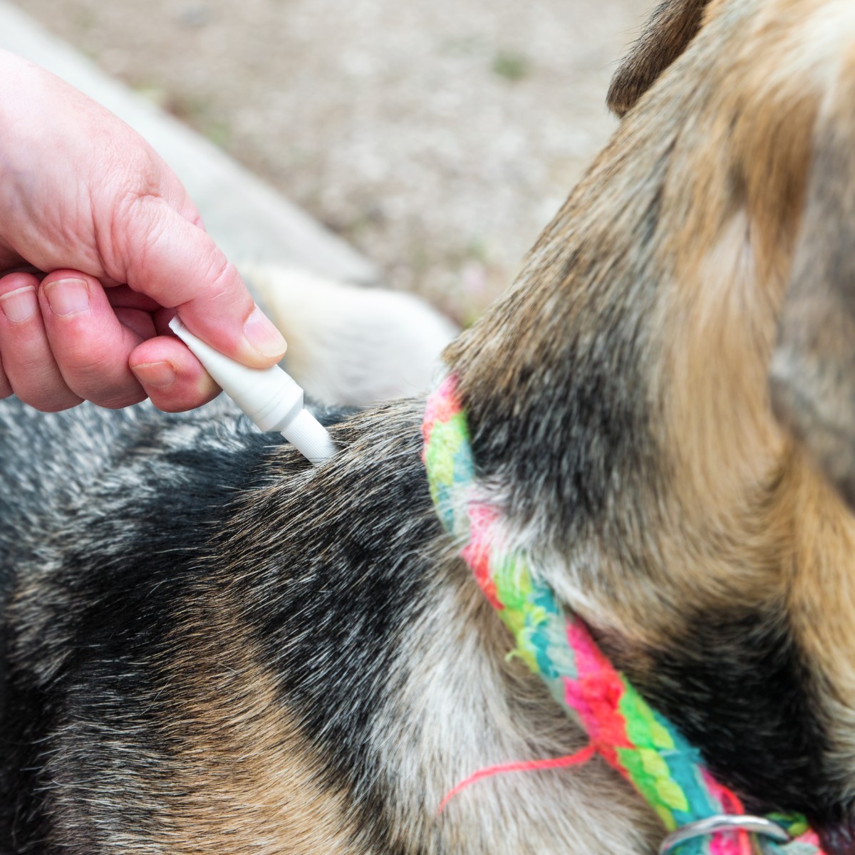 a vet applying parasite prevention product on dogs pet