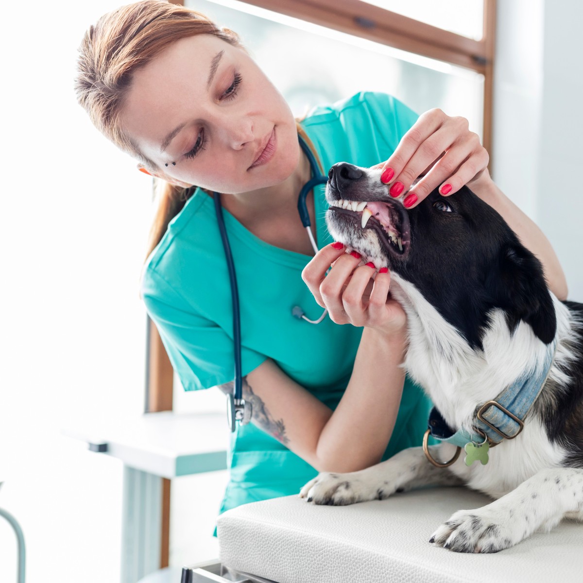 a vet examining dog's teeth at veterinary clinic