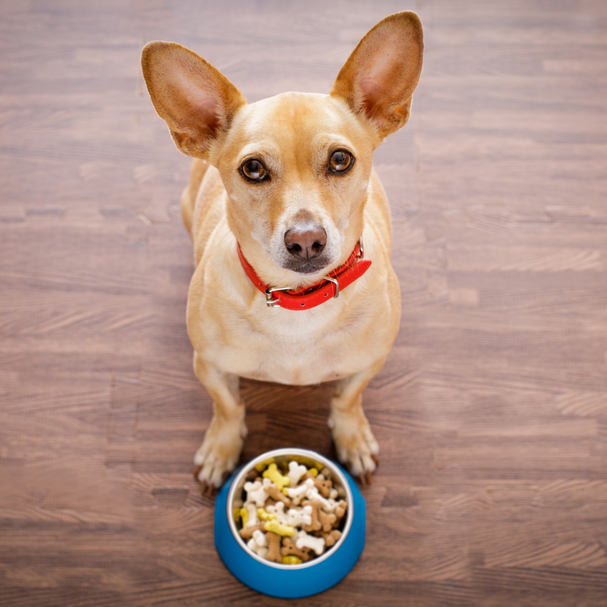 A dog sits on the floor beside a bowl filled with food