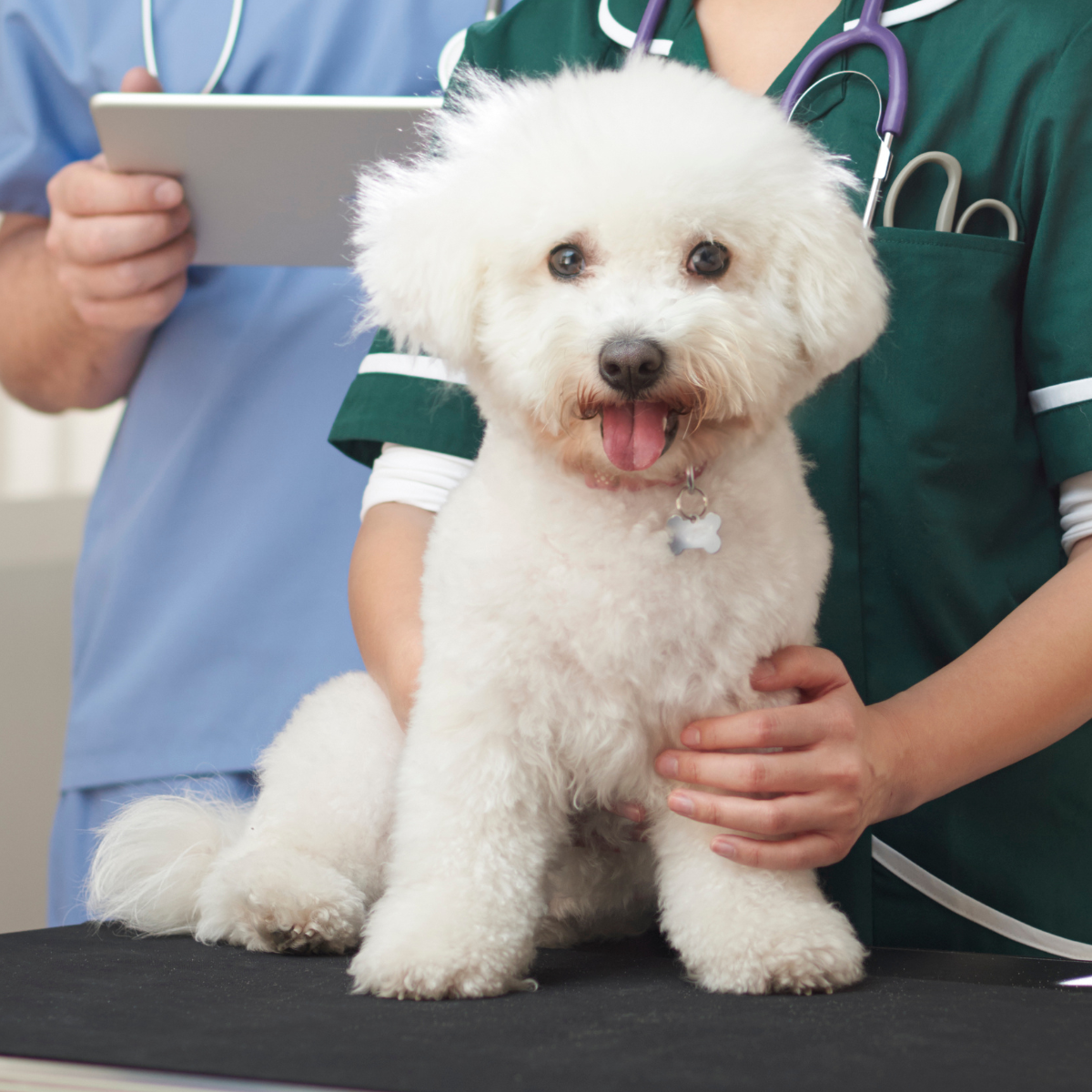 vet petting a white dog